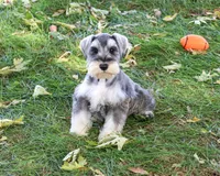 AKC Roosevelt, a male Miniature Schnauzer for sale in Syracuse, IN – 4 of 6