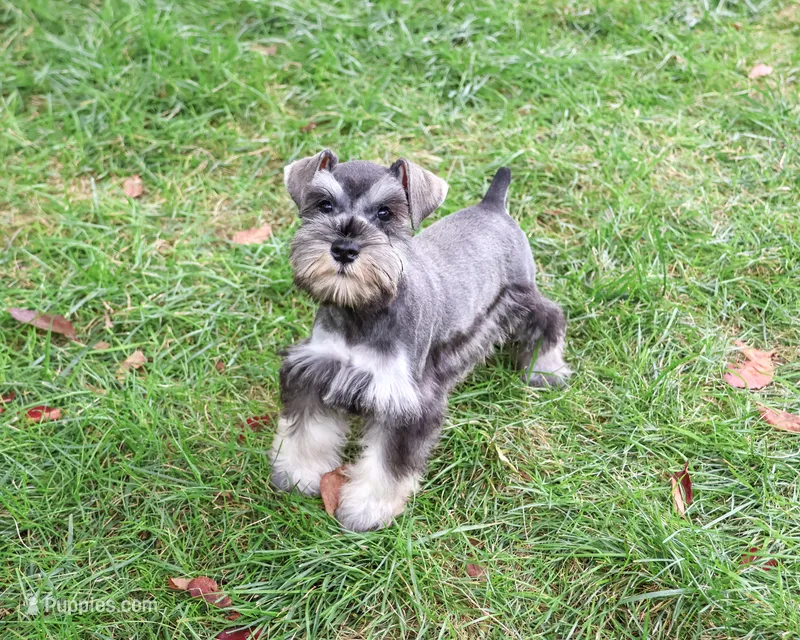 AKC Winter – Miniature Schnauzer puppy for sale in Syracuse, IN