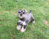 AKC Winter, a female Miniature Schnauzer for sale in Syracuse, IN – 1 of 10