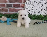 AKC Wallace , a male West Highland White Terrier for sale in Syracuse, IN – 5 of 7