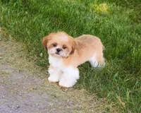AKC Flash , a male Shih Tzu for sale in Syracuse, IN – 2 of 10