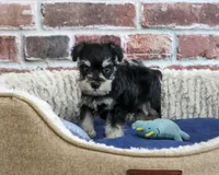 AKC Jacob, a male Miniature Schnauzer for sale in Syracuse, IN – 5 of 5