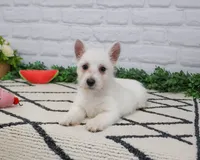 AKC Quincey , a female West Highland White Terrier for sale in Syracuse, IN – 7 of 10