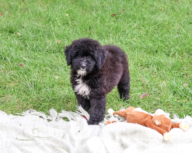 F1B Wrenly – Saint Berdoodle puppy for sale in Syracuse, IN