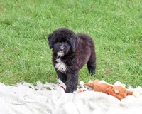 F1B Wrenly, a female Saint Berdoodle for sale in Syracuse, IN – 1 of 10