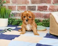 AKC Desmond, a male Cavalier King Charles Spaniel for sale in Syracuse, IN – 2 of 4