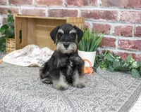 AKC Jonah, a male Miniature Schnauzer for sale in Syracuse, IN – 6 of 10