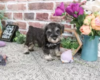 AKC Libby, a female Miniature Schnauzer for sale in Syracuse, IN – 3 of 5
