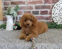 F1B Donut, a male Cavapoo for sale in Syracuse, IN – 5 of 10