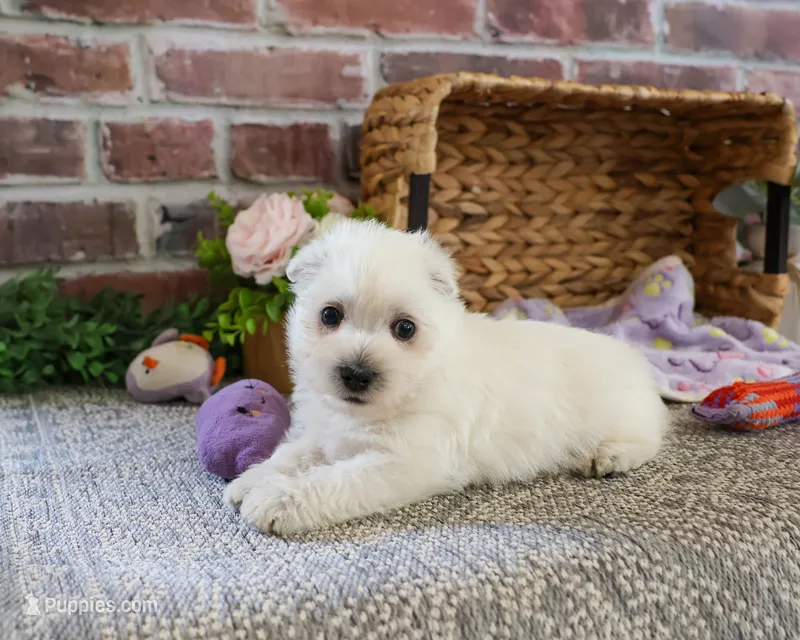 AKC Delight – West Highland White Terrier puppy for sale in Syracuse, IN