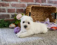 AKC Delight, a female West Highland White Terrier for sale in Syracuse, IN – 1 of 6