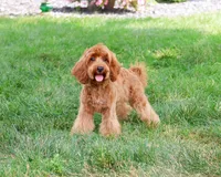 F1B Amore, a female Cavapoo for sale in Syracuse, IN – 2 of 8