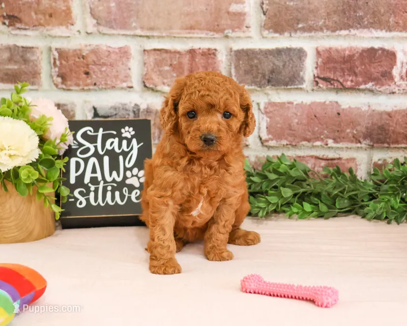 F1B Chanel – Cavapoo puppy for sale in Syracuse, IN
