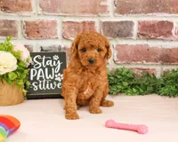 F1B Chanel, a female Cavapoo for sale in Syracuse, IN – 1 of 5