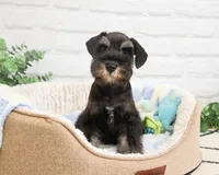 AKC Louie , a male Miniature Schnauzer for sale in Syracuse, IN – 2 of 10