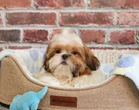 AKC Dover, a male Shih Tzu for sale in Syracuse, IN – Photo 2 of 8