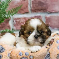 AKC Dover, a male Shih Tzu for sale in Syracuse, IN – Photo 5 of 8