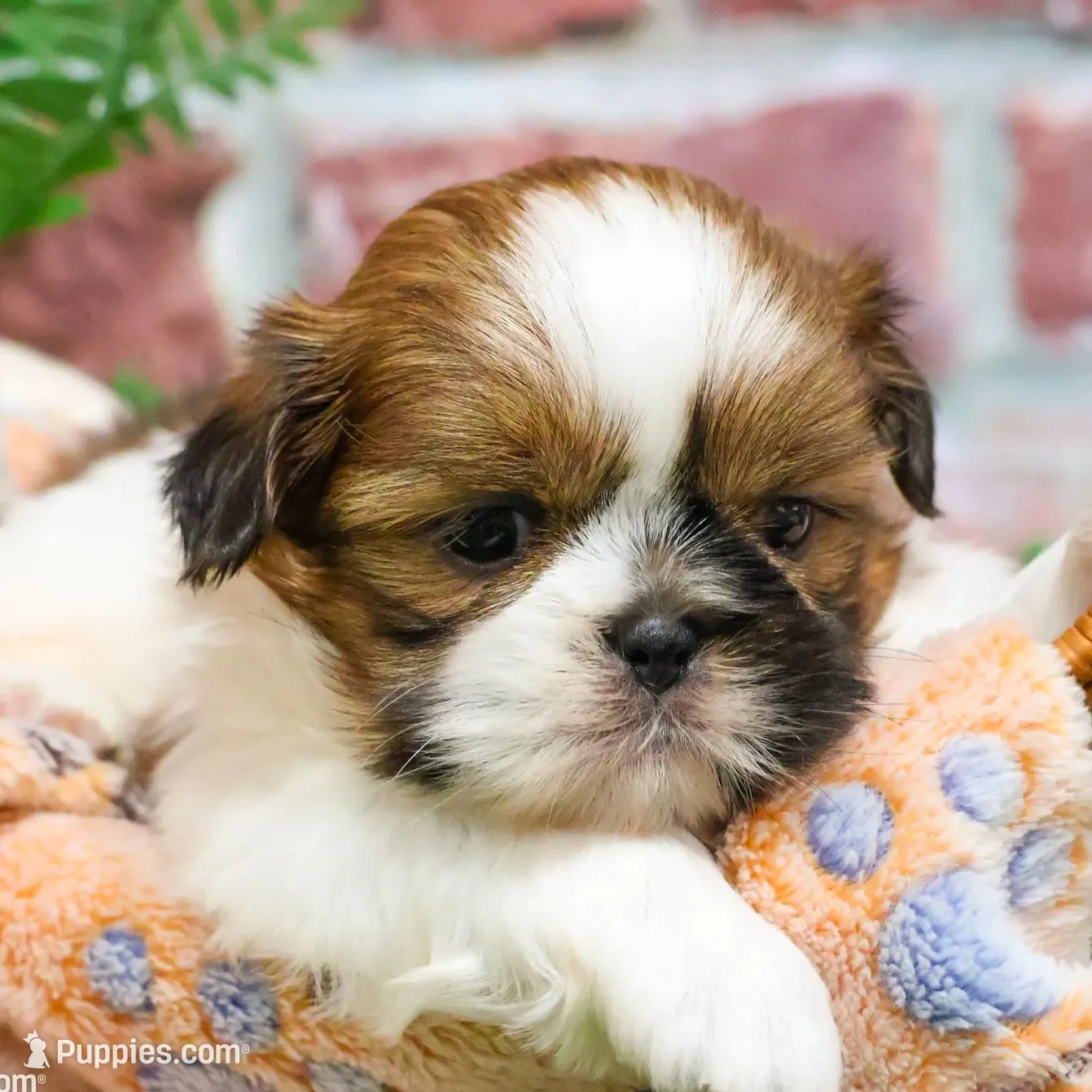 AKC Dover, a male Shih Tzu for sale in Syracuse, IN – Photo 6 of 8