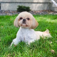 AKC Dover, a male Shih Tzu for sale in Syracuse, IN – Photo 7 of 8