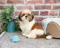 AKC Dover, a male Shih Tzu for sale in Syracuse, IN – Photo 1 of 8