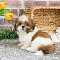 AKC Dover, a male Shih Tzu for sale in Syracuse, IN – Photo 3 of 8