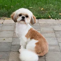 AKC Dover, a male Shih Tzu for sale in Syracuse, IN – Photo 8 of 8