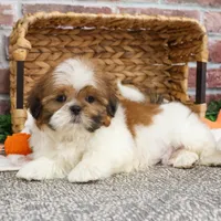 AKC Dover, a male Shih Tzu for sale in Syracuse, IN – Photo 4 of 8