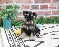 AKC Tristan , a male Miniature Schnauzer for sale in Syracuse, IN – 2 of 6
