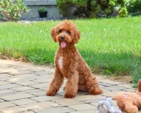 F1B Matilda , a female Cavapoo for sale in Syracuse, IN – 4 of 10