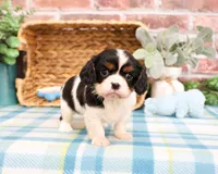AKC Kaiden , a male Cavalier King Charles Spaniel for sale in Syracuse, IN – Photo 1 of 7