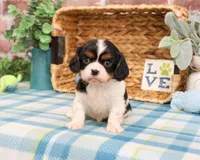 AKC Kaiden , a male Cavalier King Charles Spaniel for sale in Syracuse, IN – Photo 3 of 7
