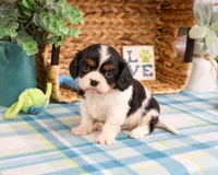 AKC Kaiden , a male Cavalier King Charles Spaniel for sale in Syracuse, IN – Photo 5 of 7