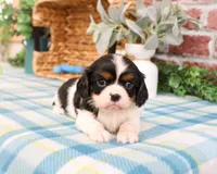 AKC Kaiden , a male Cavalier King Charles Spaniel for sale in Syracuse, IN – Photo 2 of 7