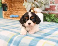 AKC Kaiden , a male Cavalier King Charles Spaniel for sale in Syracuse, IN – Photo 4 of 7