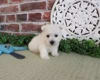 AKC Wallace , a male West Highland White Terrier for sale in Syracuse, IN – 4 of 7
