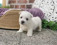 AKC Oana, a female West Highland White Terrier for sale in Syracuse, IN – Photo 4 of 7