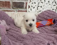 AKC Oana, a female West Highland White Terrier for sale in Syracuse, IN – Photo 3 of 7