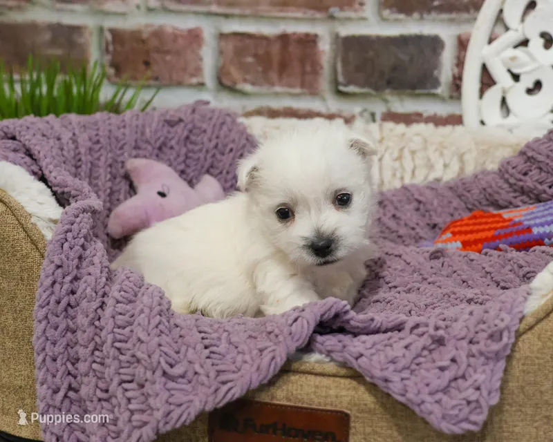 AKC Oana – West Highland White Terrier puppy for sale in Syracuse, IN