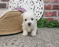 AKC Oana, a female West Highland White Terrier for sale in Syracuse, IN – Photo 5 of 7