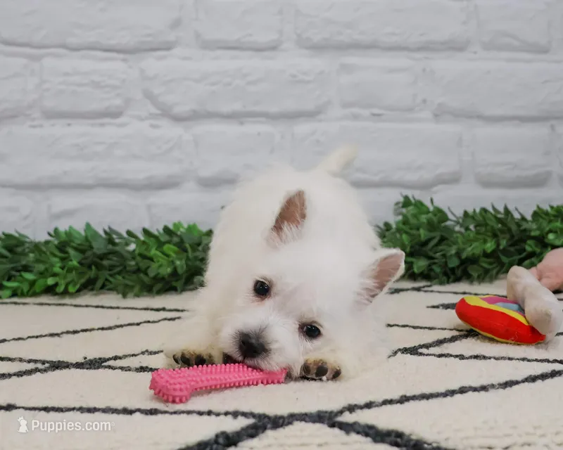 AKC Oana – West Highland White Terrier puppy for sale in Syracuse, IN