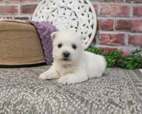 AKC Orli, a female West Highland White Terrier for sale in Syracuse, IN – Photo 5 of 10