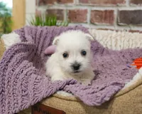 AKC Oana, a female West Highland White Terrier for sale in Syracuse, IN – Photo 2 of 7