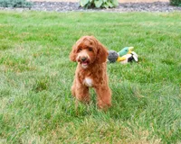 F1B Illius , a male Cavapoo for sale in Syracuse, IN – 5 of 10