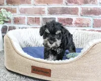 AKC Jimmy, a male Miniature Schnauzer for sale in Syracuse, IN – 5 of 6