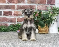 AKC Dior, a female Miniature Schnauzer for sale in Syracuse, IN – 1 of 10