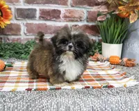AKC Hayes, a male Shih Tzu for sale in Syracuse, IN – 2 of 9