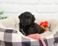 Harry , a male Shihpoo for sale in Syracuse, IN – 2 of 7