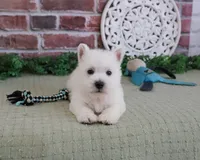 AKC Hamish, a male West Highland White Terrier for sale in Syracuse, IN – 5 of 5