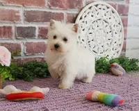 AKC Caroline, a female West Highland White Terrier for sale in Syracuse, IN – 3 of 8