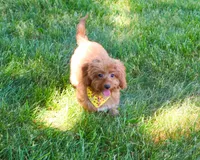 F1B Valentino , a male Cavapoo for sale in Syracuse, IN – 3 of 10